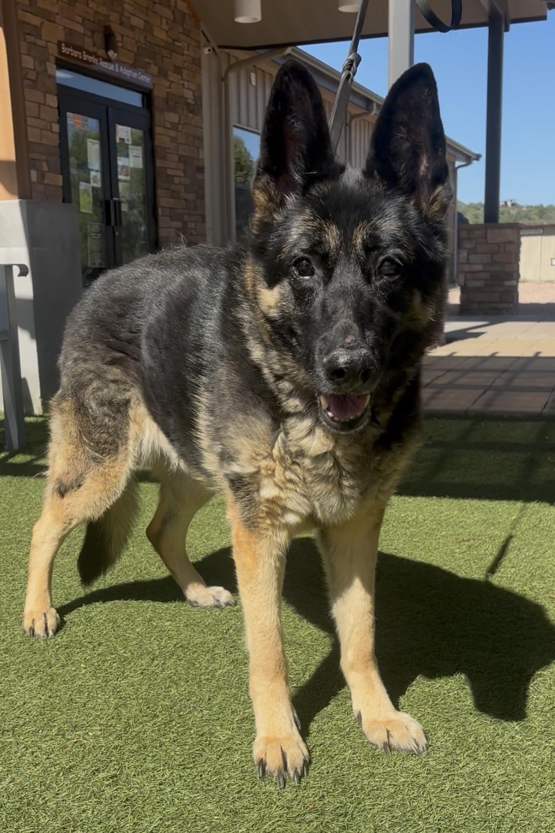 Tiki, Adoptable, Senior Female German Shepherd Dog.