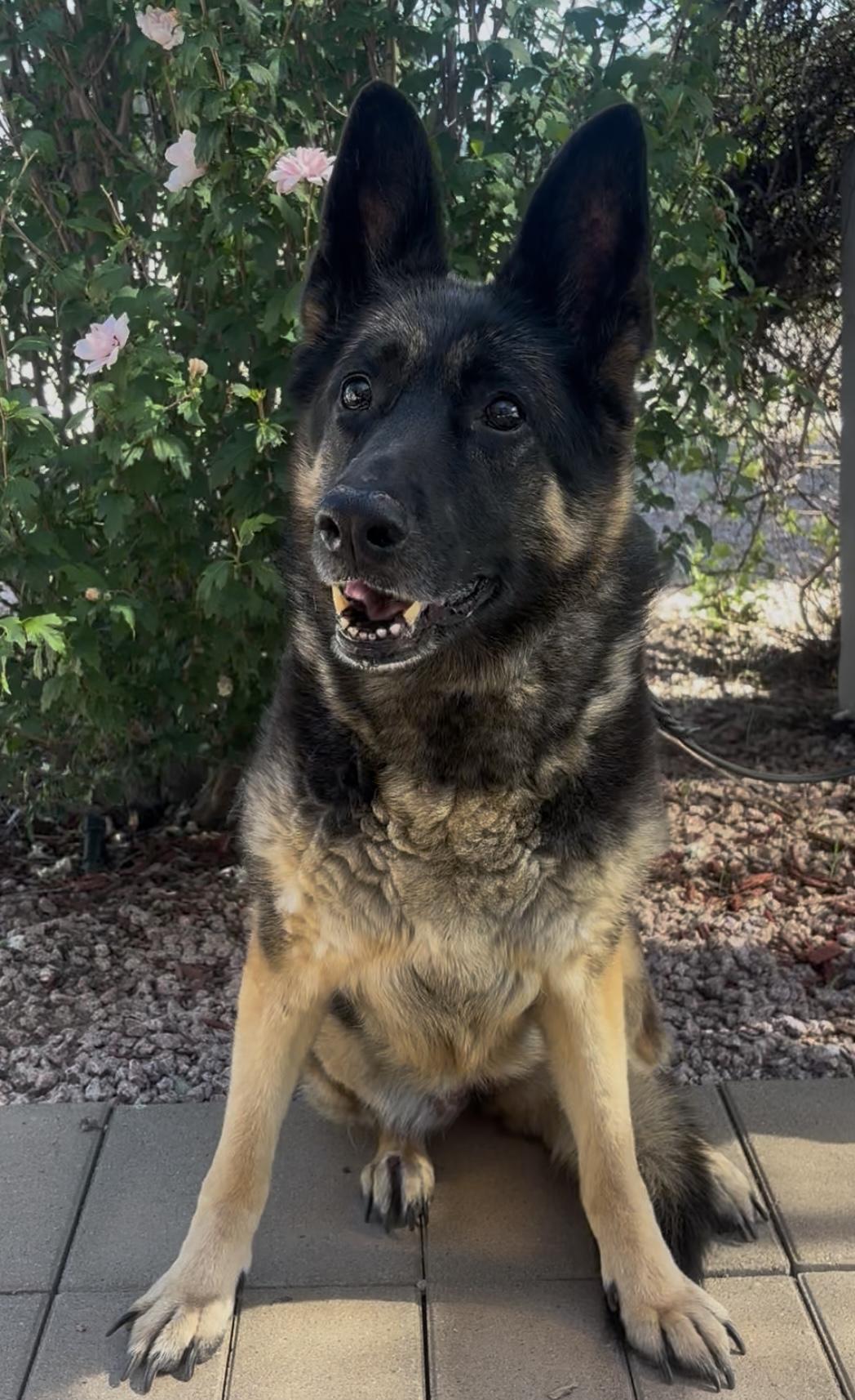 Enlarge Tiki, a Adoptable mixed breed in Payson, AZ image 3/4