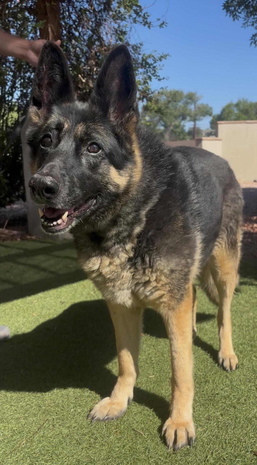 Enlarge Tiki, a Adoptable mixed breed in Payson, AZ image 2/4