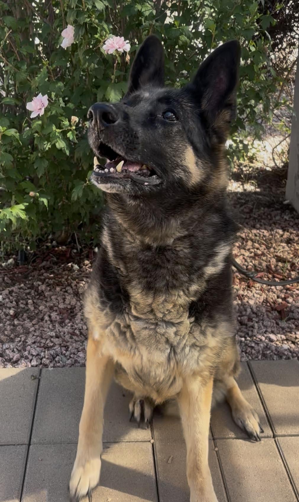 Enlarge Tiki, a Adoptable mixed breed in Payson, AZ image 4/4