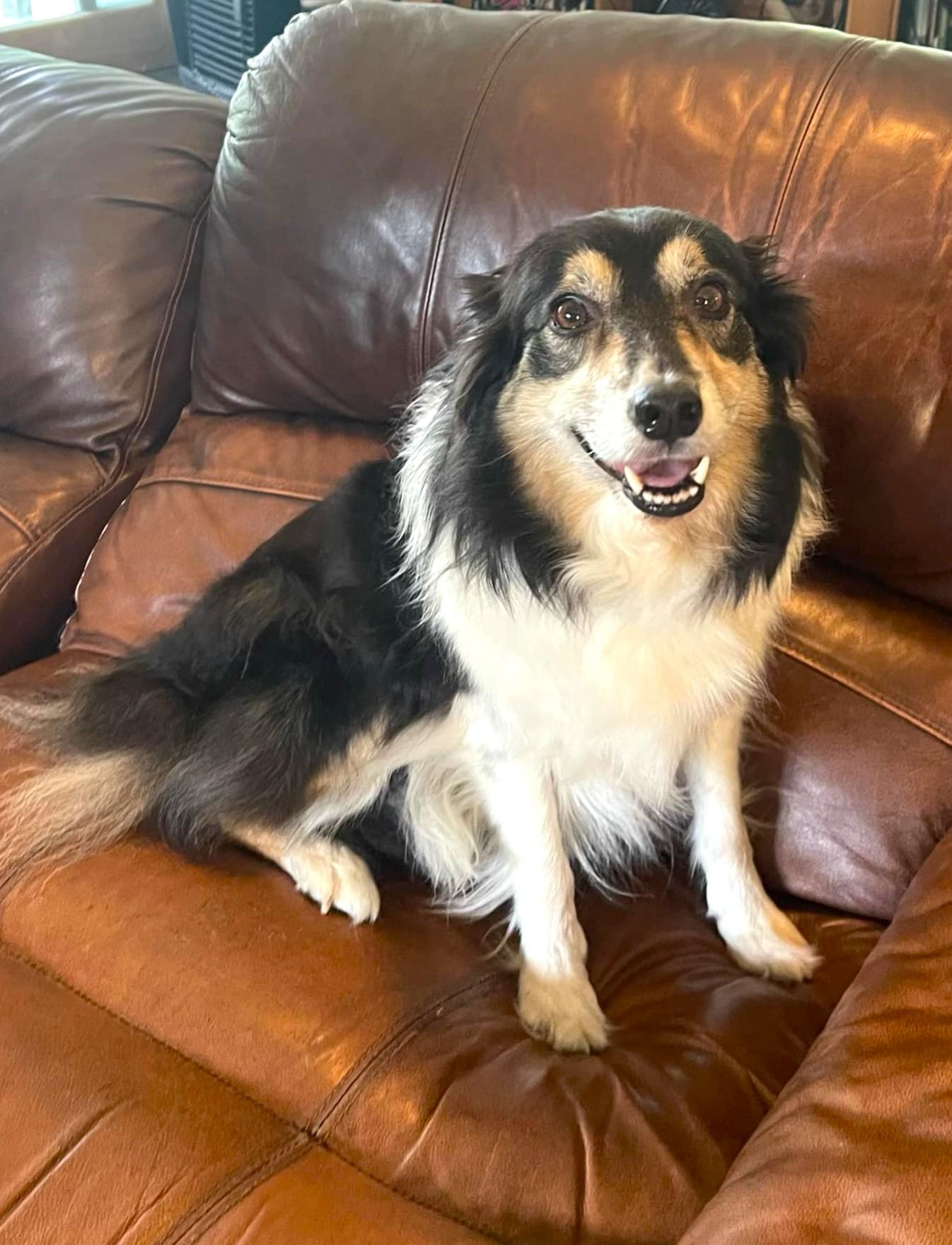 Enlarge Honey, a ADOPTABLE Border Collie in Minneapolis, MN image 2/4