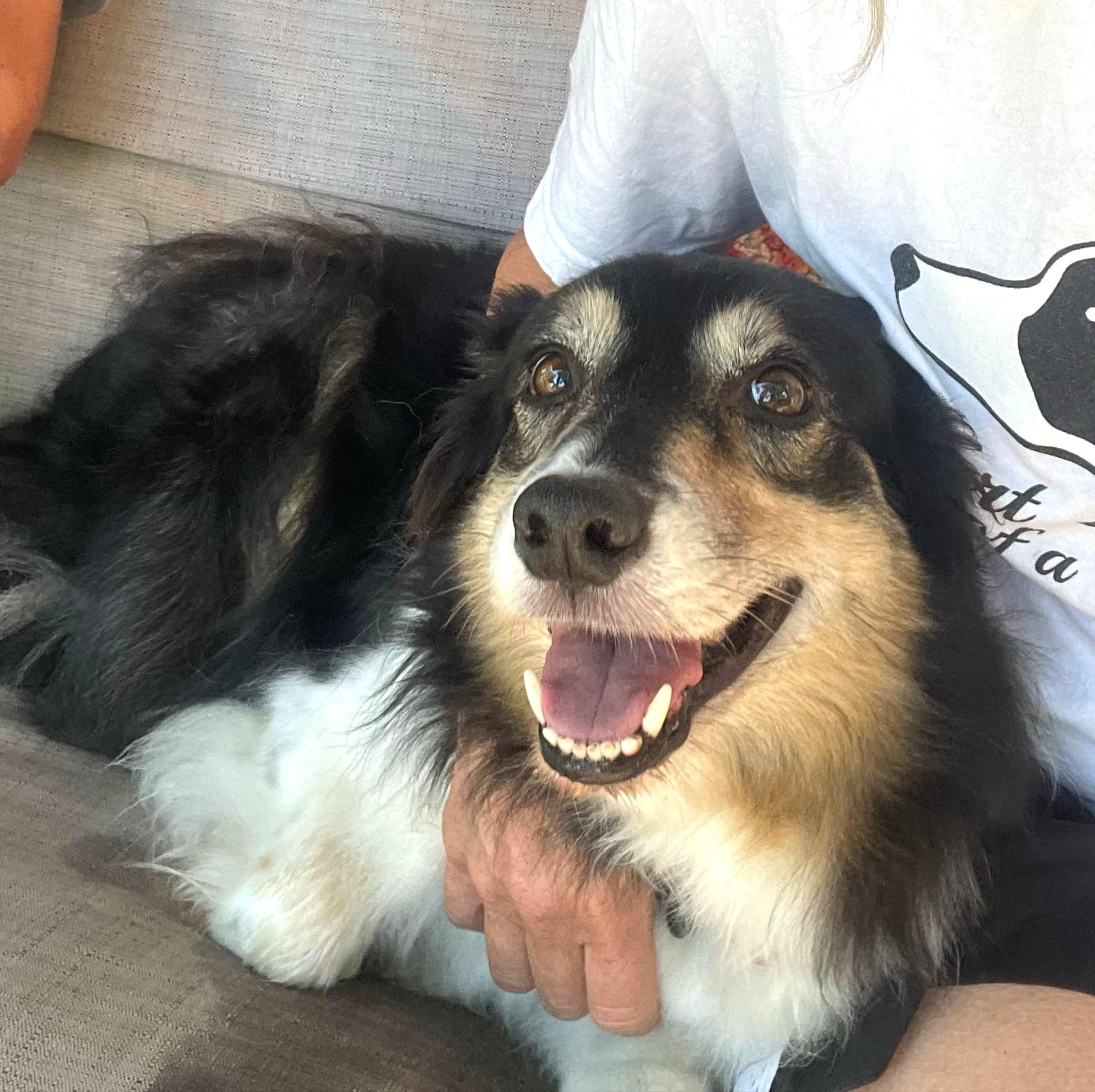 Honey, ADOPTABLE, Senior Female Border Collie.