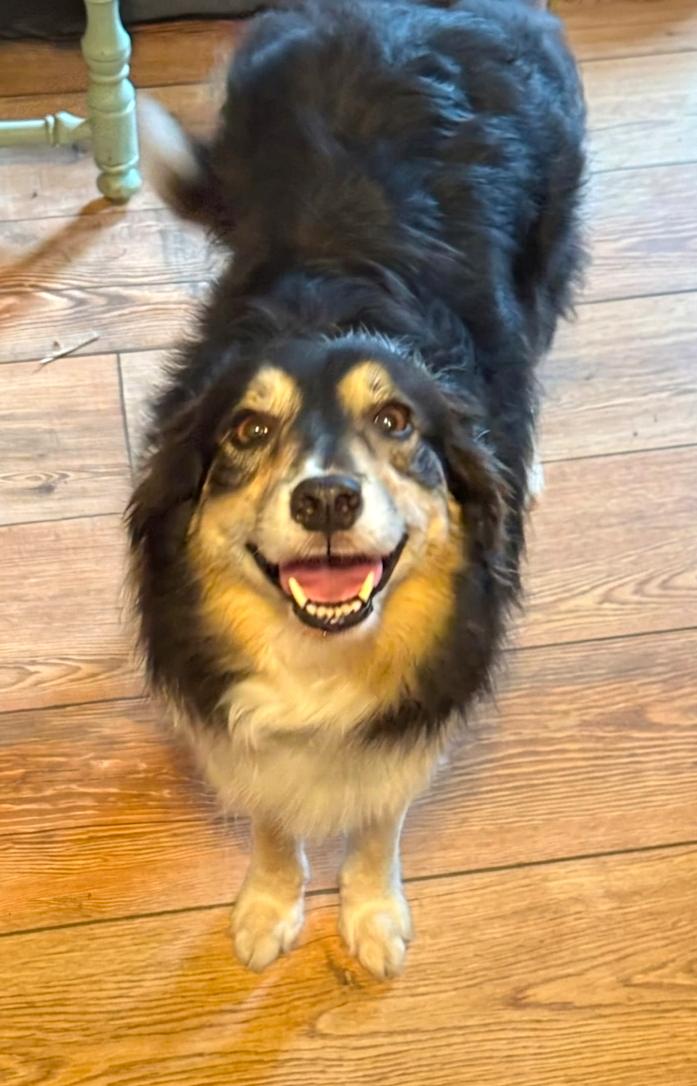 Enlarge Honey, a ADOPTABLE Border Collie in Minneapolis, MN image 3/4