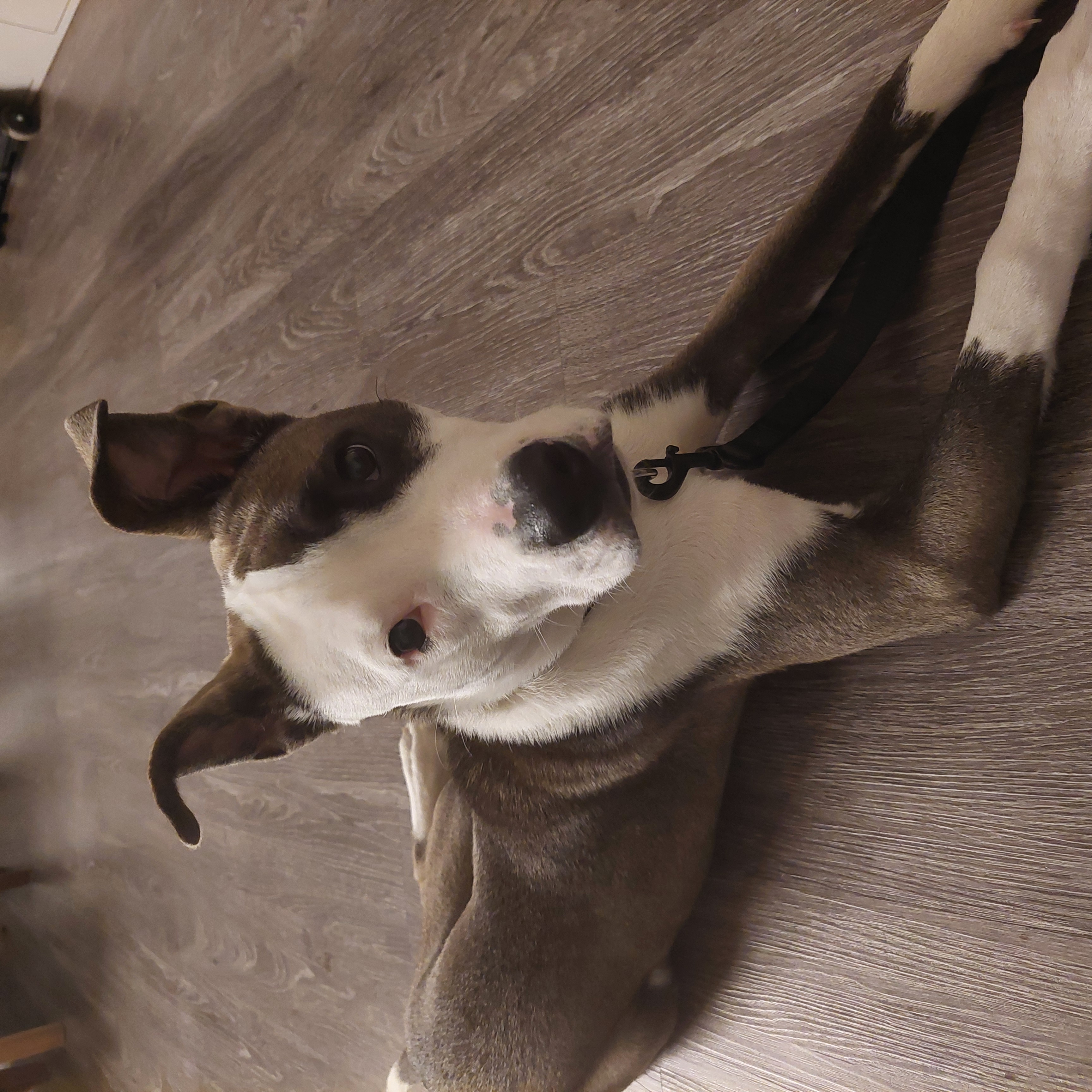 Nilo, Adoptable, Young Male Pit Bull Terrier & Cattle Dog.