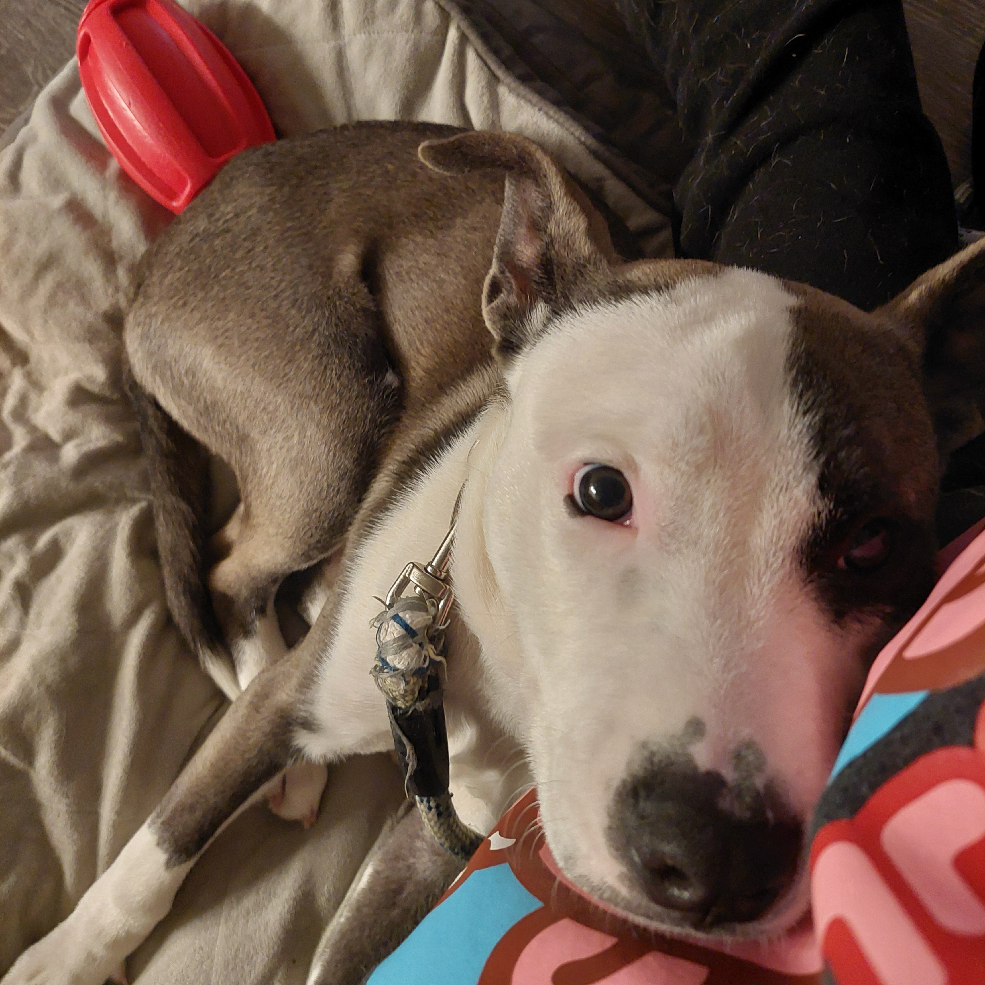 Nilo, a Adoptable mixed breed in San Jose, CA image 2/4