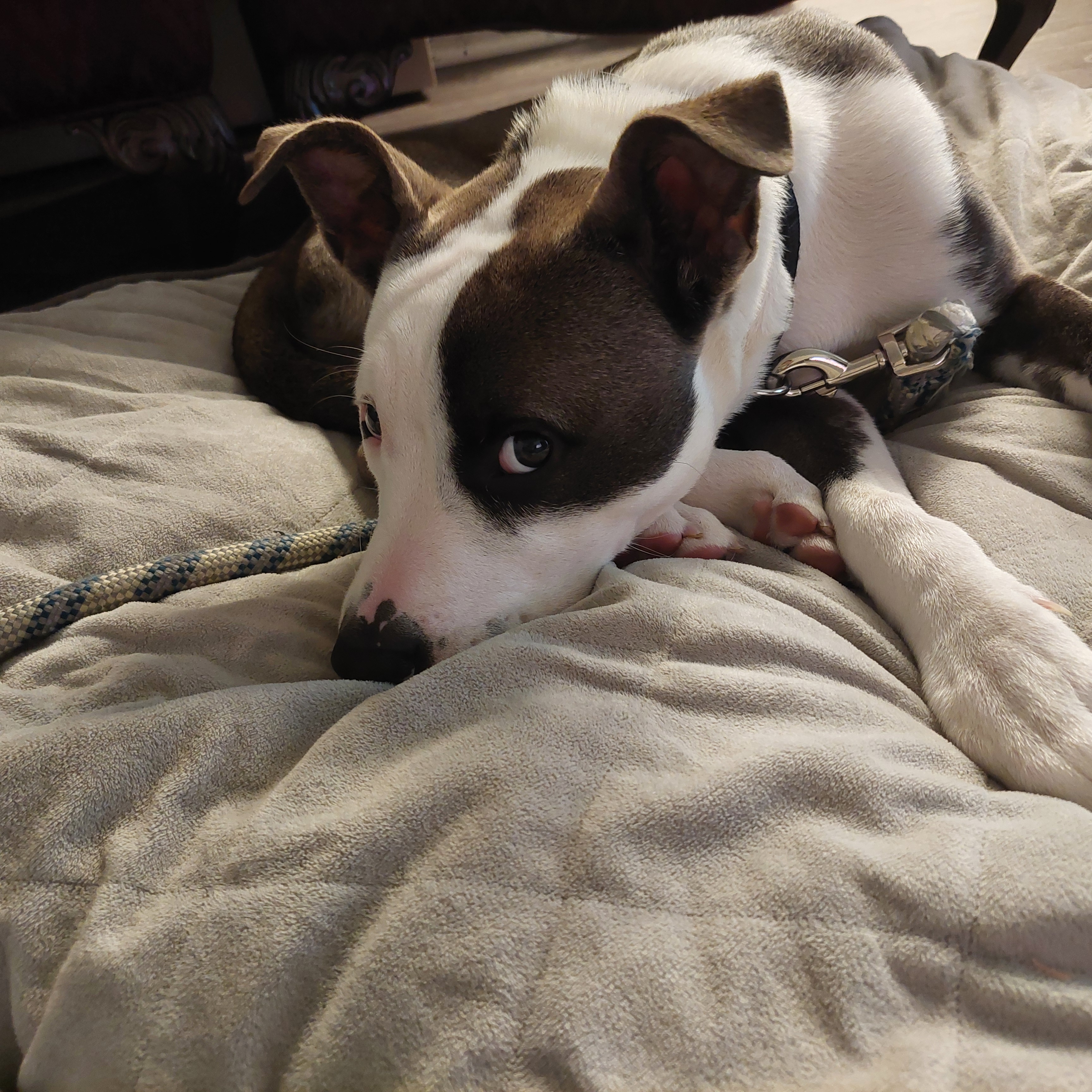 Nilo, a Adoptable mixed breed in San Jose, CA image 3/4