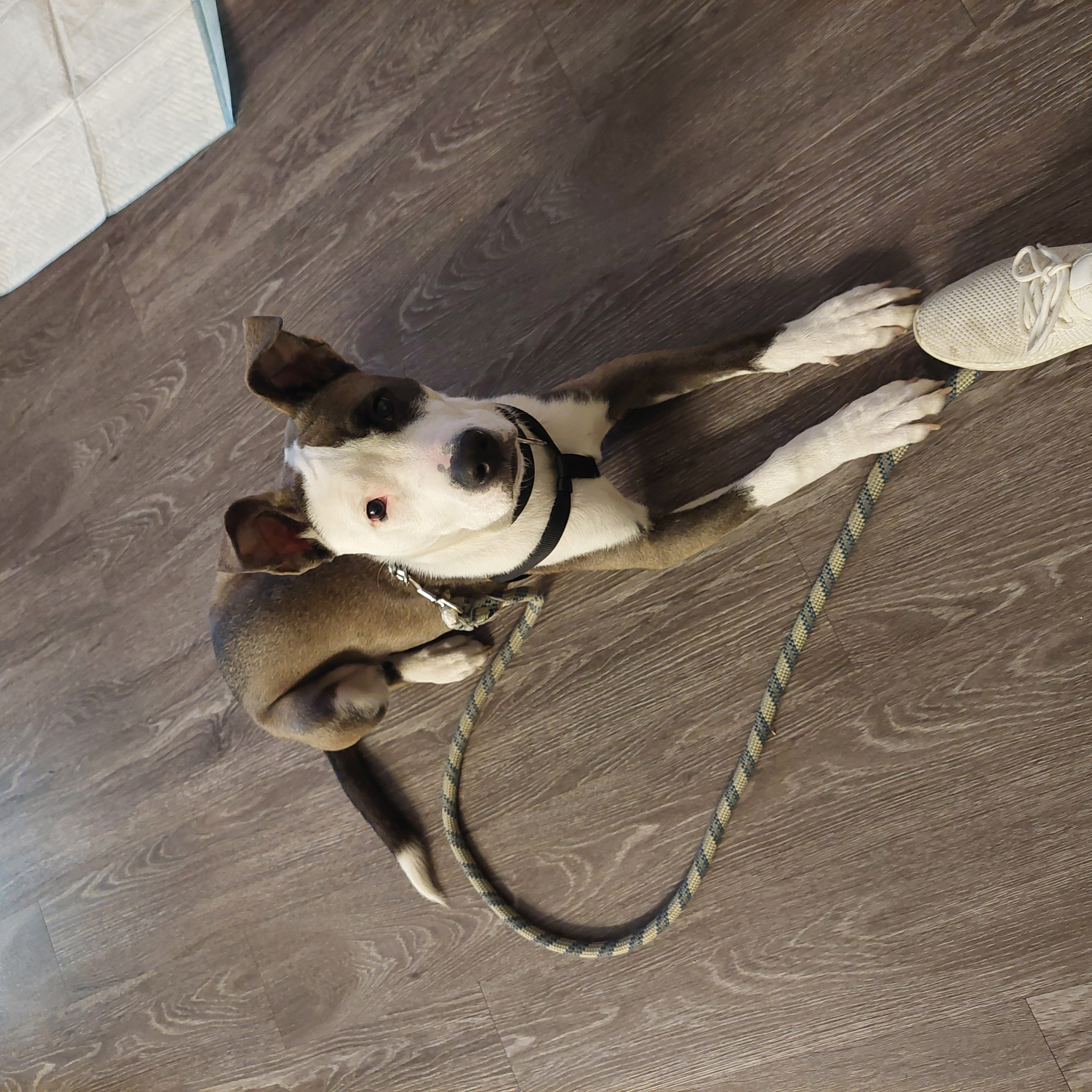 Nilo, a Adoptable mixed breed in San Jose, CA image 4/4