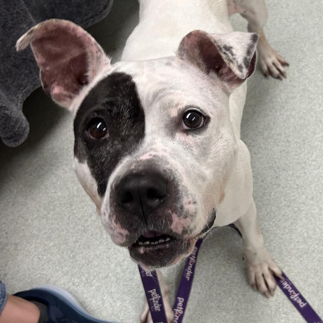 Enlarge Petra, a Adoptable mixed breed in Springfield, MA image 1/4