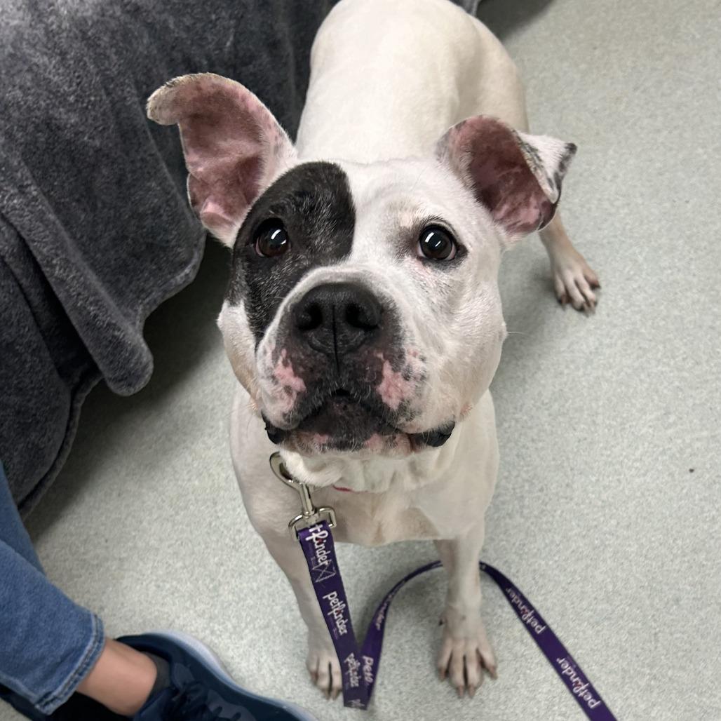 Enlarge Petra, a Adoptable mixed breed in Springfield, MA image 2/4