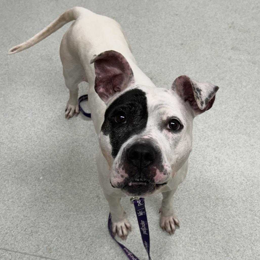 Enlarge Petra, a Adoptable mixed breed in Springfield, MA image 3/4