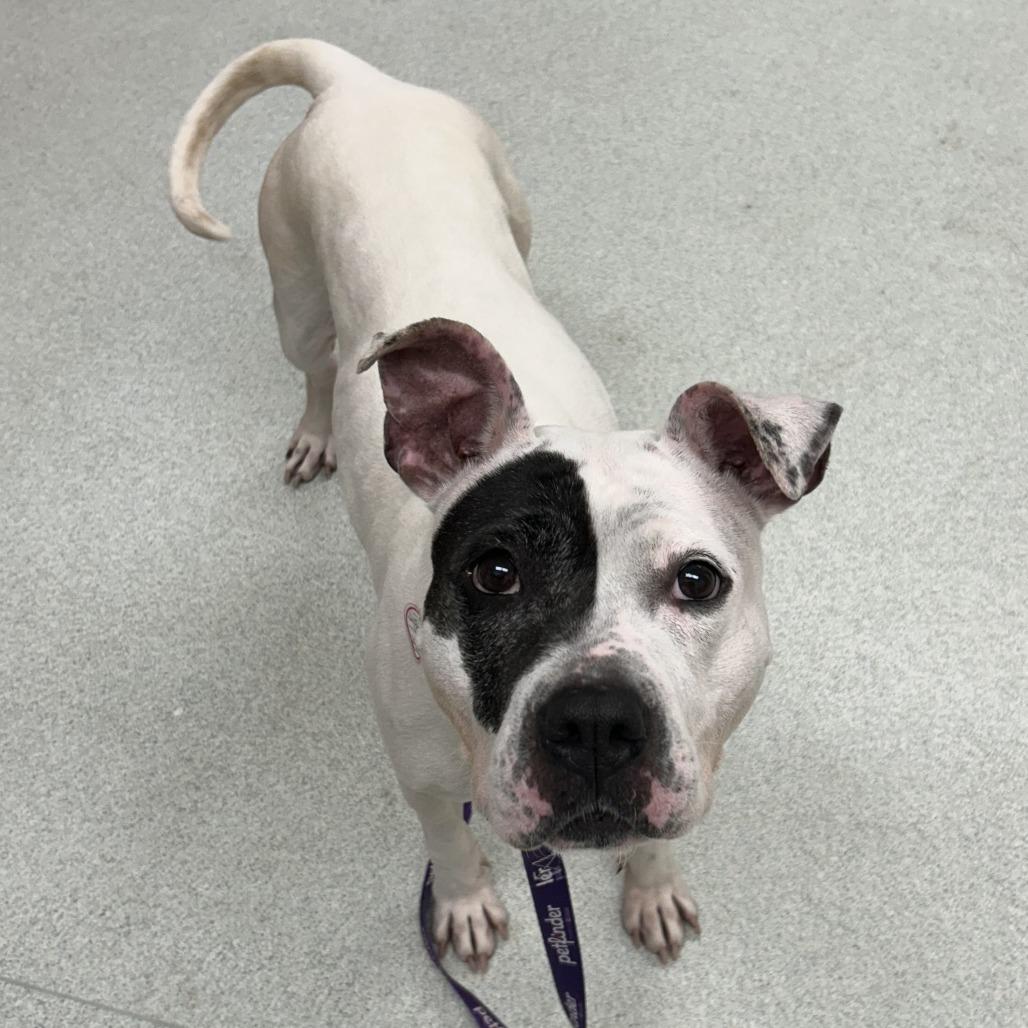 Enlarge Petra, a Adoptable mixed breed in Springfield, MA image 4/4