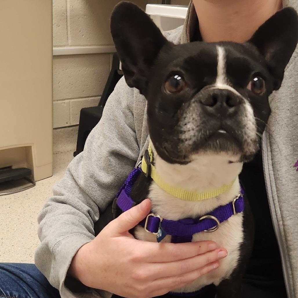 ChiChi, Adoptable, Adult Male Boston Terrier.