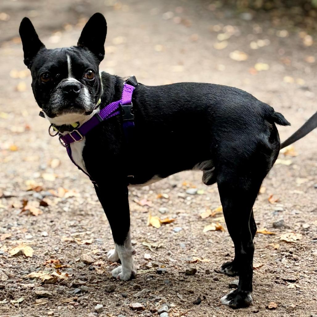 Enlarge ChiChi, a Adoptable Boston Terrier in Murray, UT image 2/5