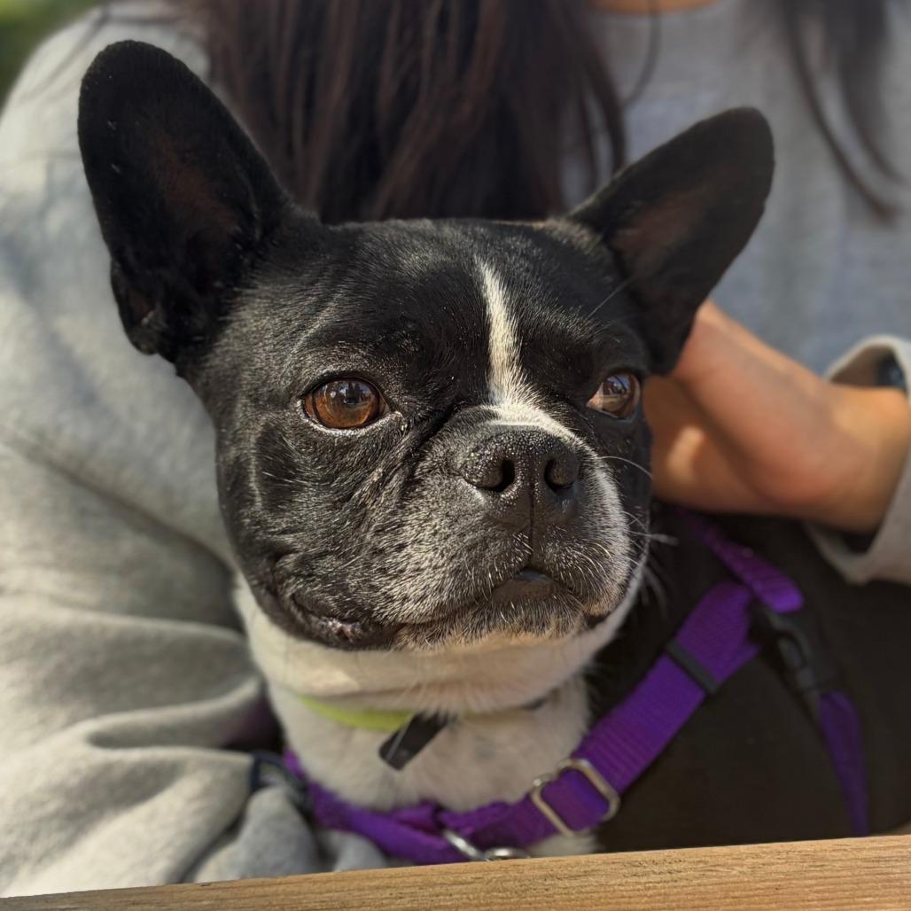 Enlarge ChiChi, a Adoptable Boston Terrier in Murray, UT image 3/5