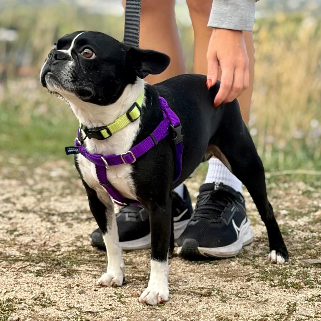 Enlarge ChiChi, a Adoptable Boston Terrier in Murray, UT image 4/5