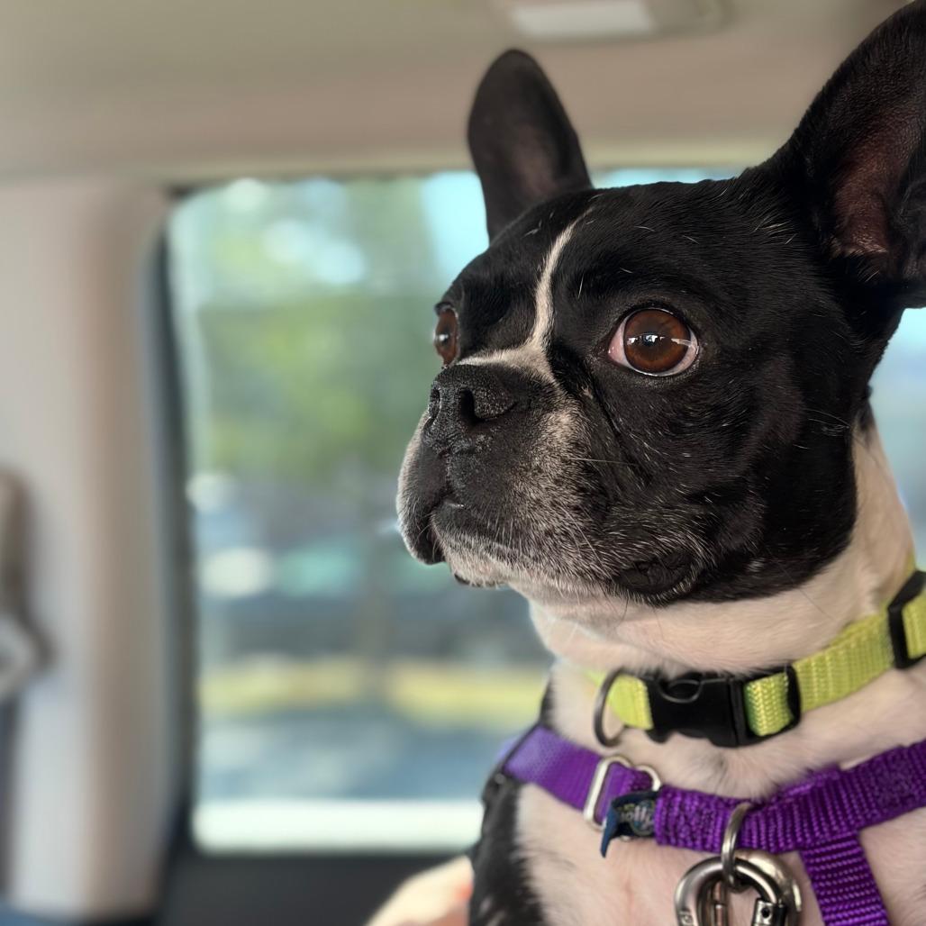 Enlarge ChiChi, a Adoptable Boston Terrier in Murray, UT image 5/5