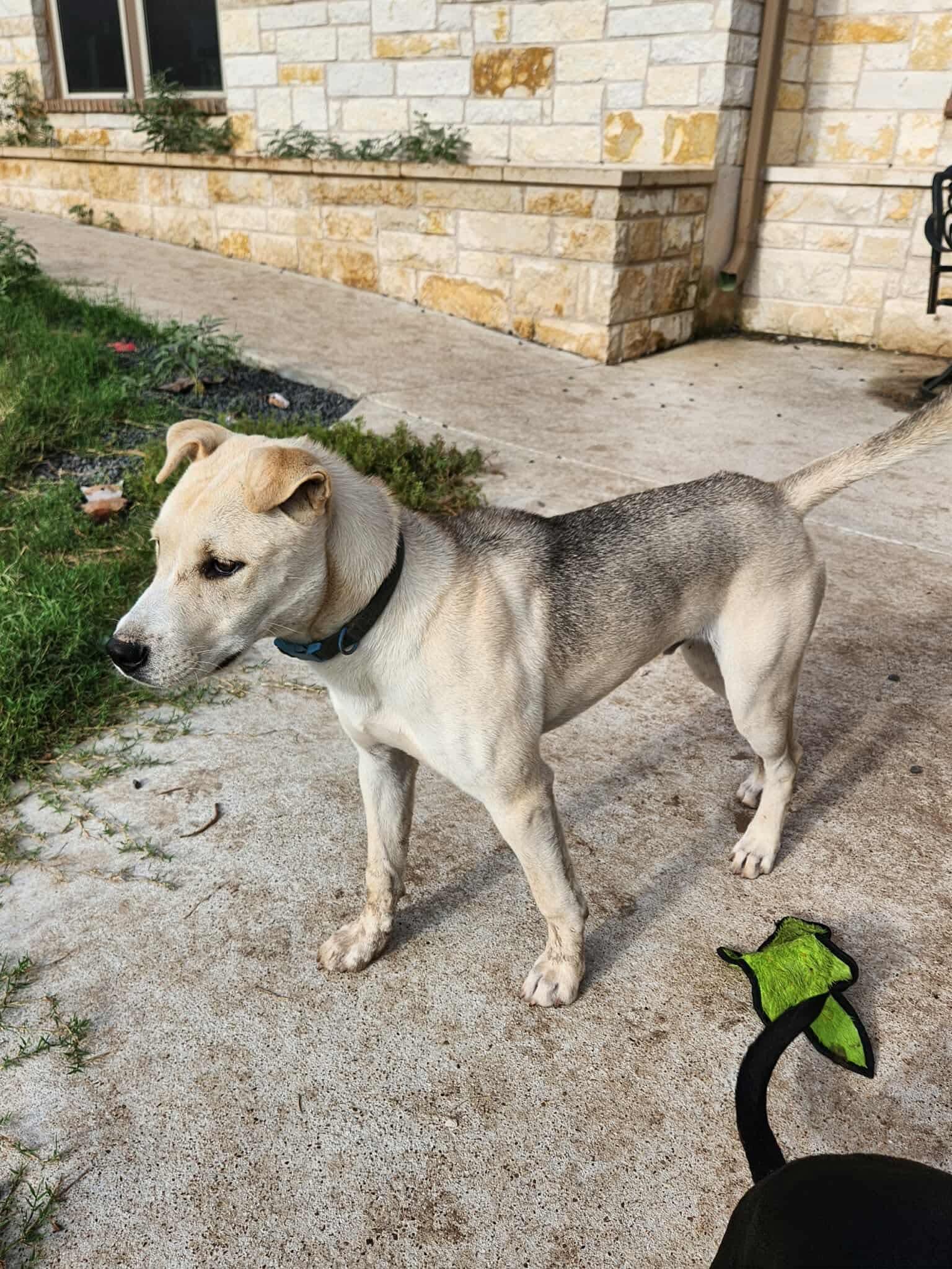 Westley, an adoptable Mixed Breed in Wilsall, MT, 59086 | Photo Image 5