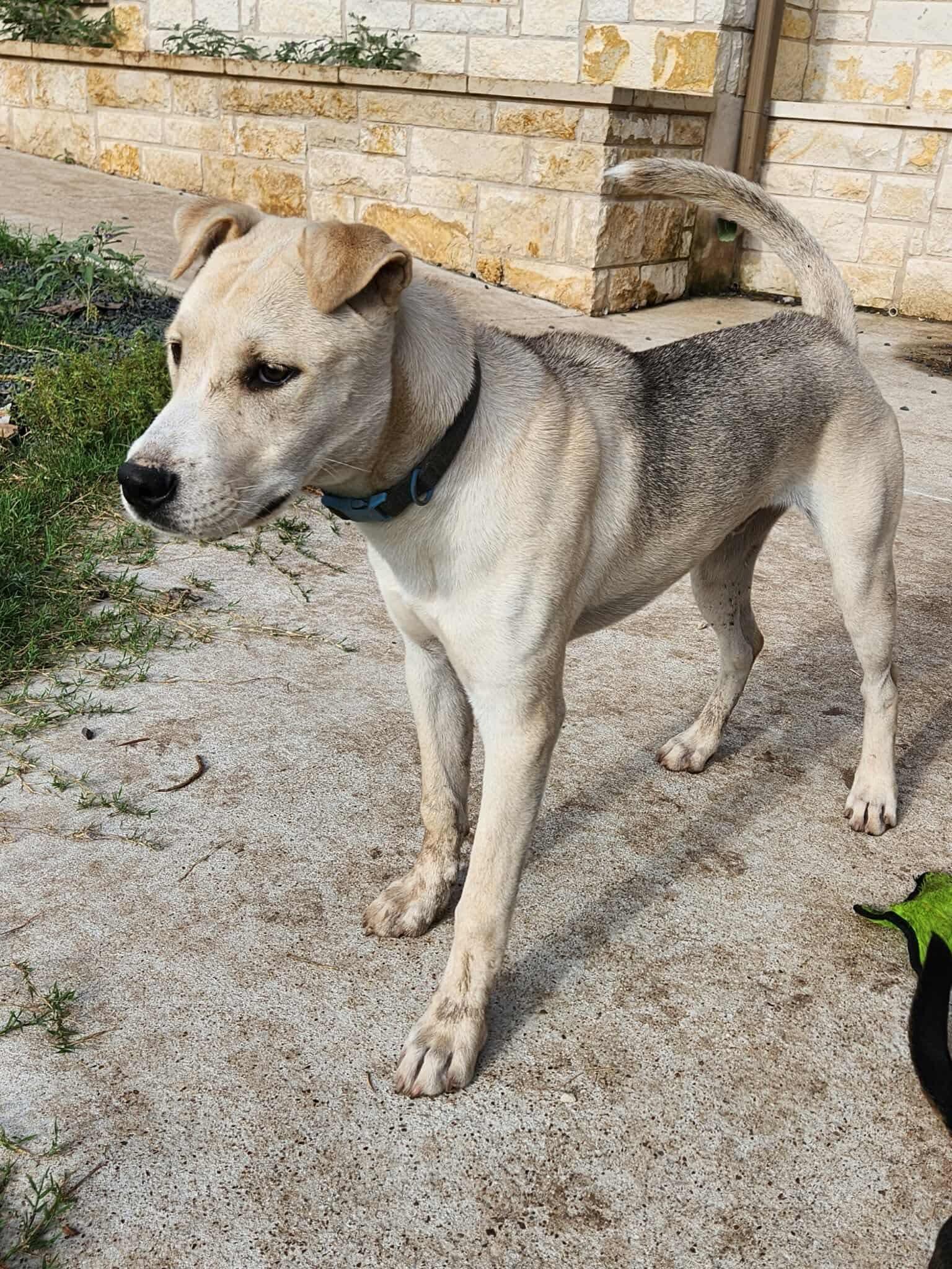Westley, an adoptable Mixed Breed in Wilsall, MT, 59086 | Photo Image 4