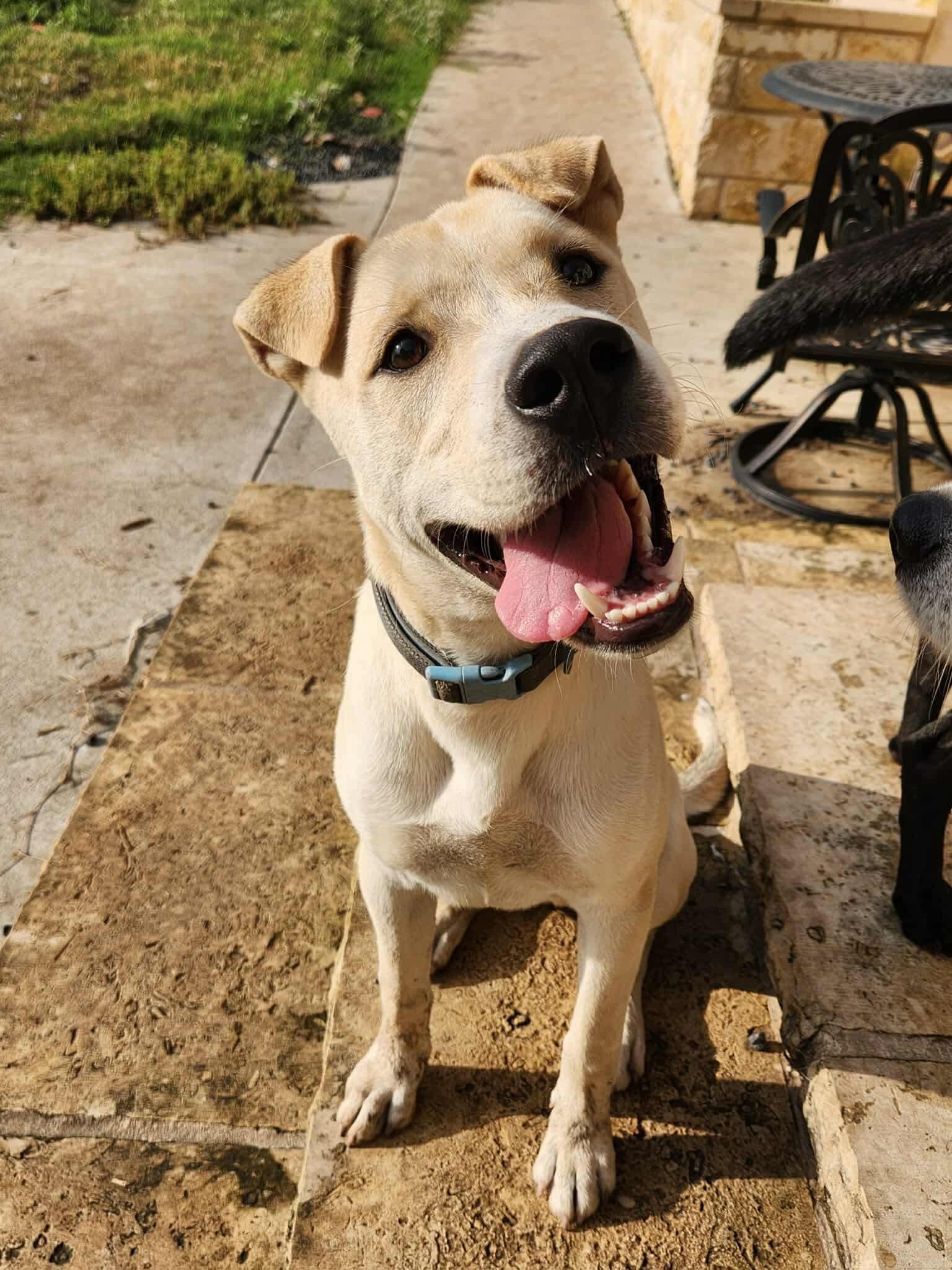 Westley, an adoptable Mixed Breed in Wilsall, MT, 59086 | Photo Image 3
