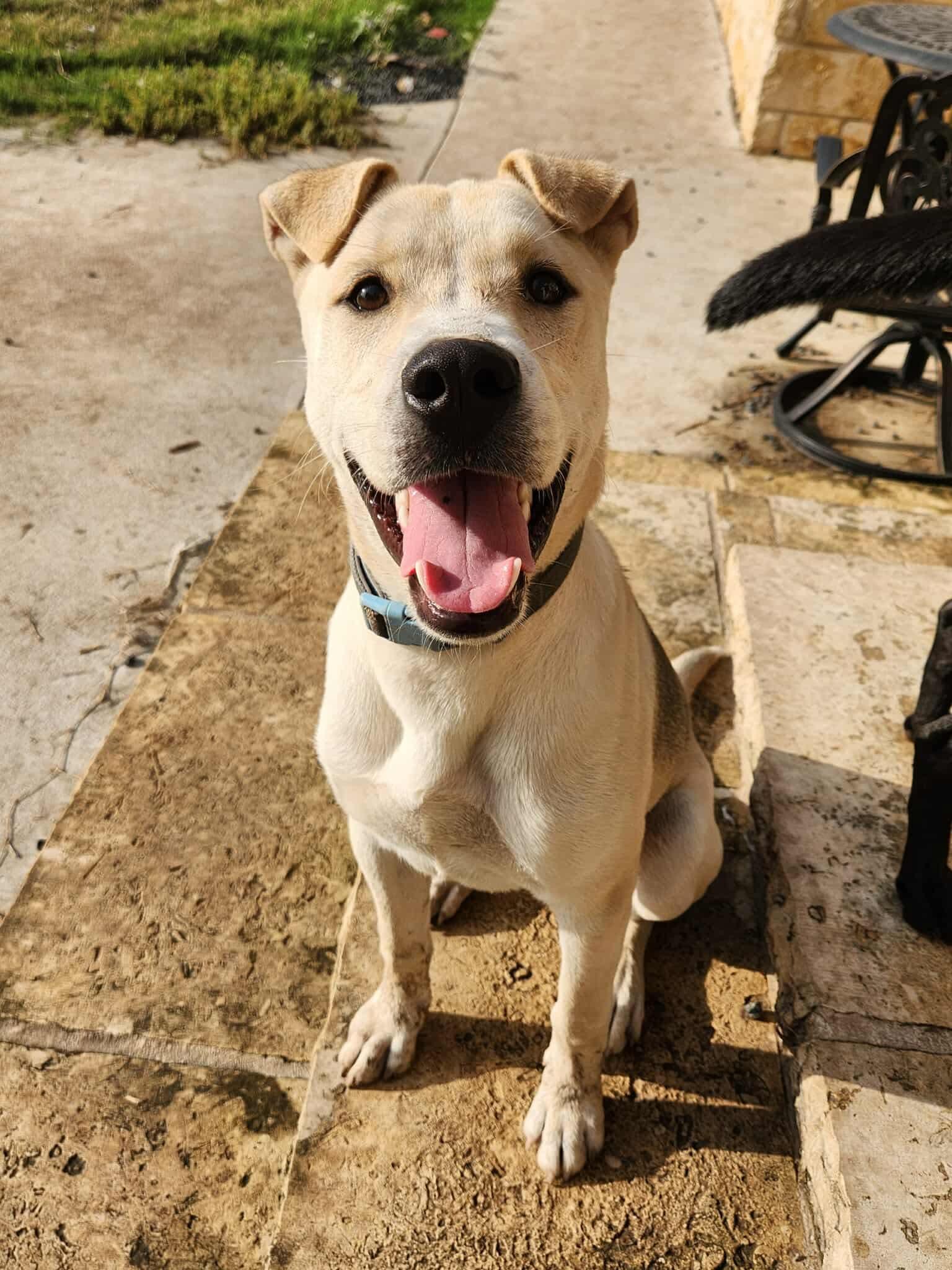 Westley, an adoptable Mixed Breed in Wilsall, MT, 59086 | Photo Image 2