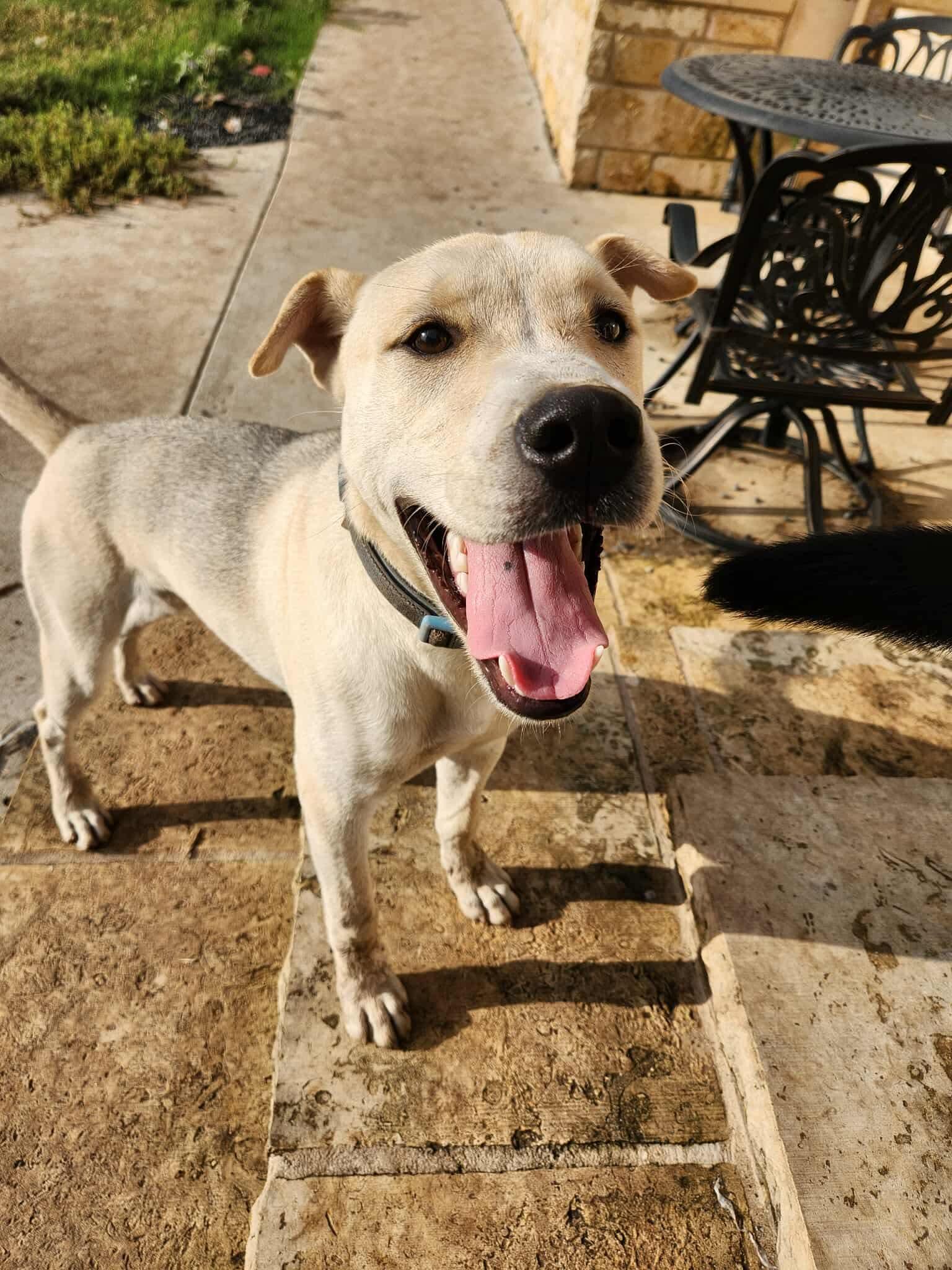 Westley, an adoptable Mixed Breed in Wilsall, MT, 59086 | Photo Image 1