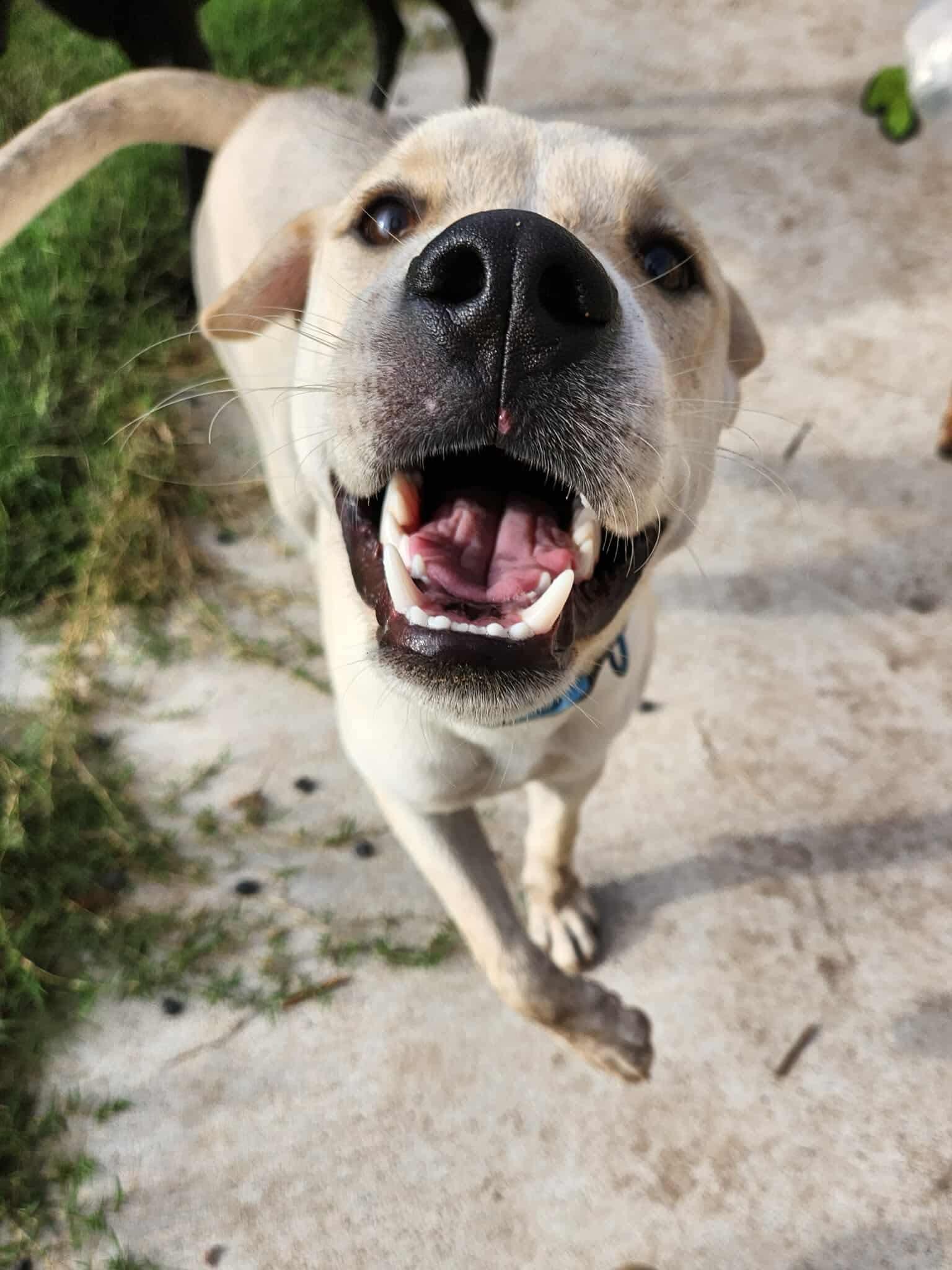 Westley, an adoptable Mixed Breed in Wilsall, MT, 59086 | Photo Image 6