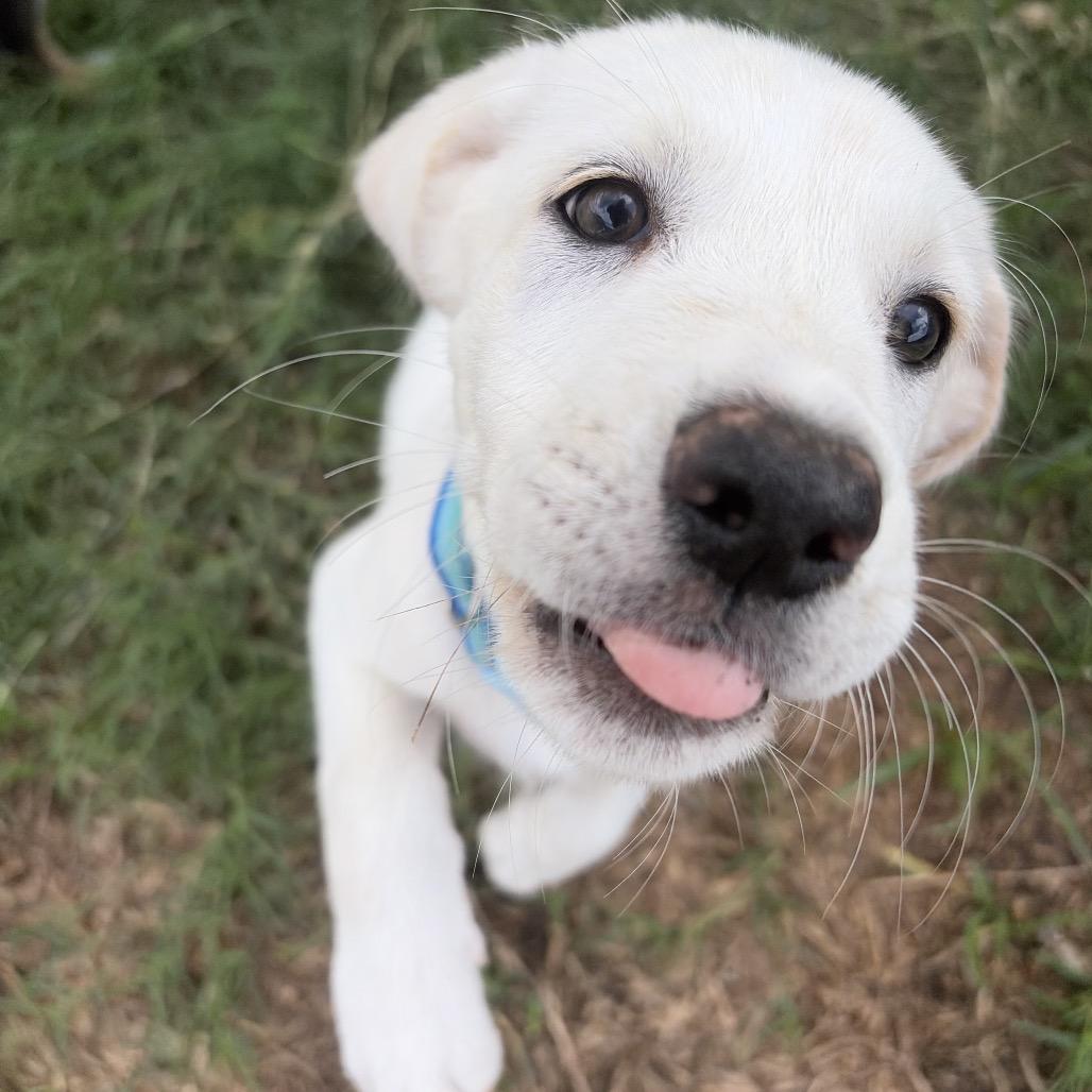 Enlarge Francesca, a Adoptable mixed breed in Leonardtown, MD image 1/4