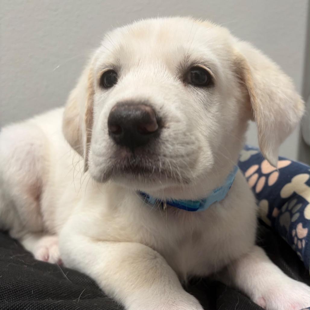 Enlarge Francesca, a Adoptable mixed breed in Leonardtown, MD image 4/4
