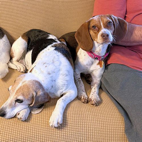 Enlarge Bailey, a ADOPTABLE Beagle in Wadsworth, IL image 5/6