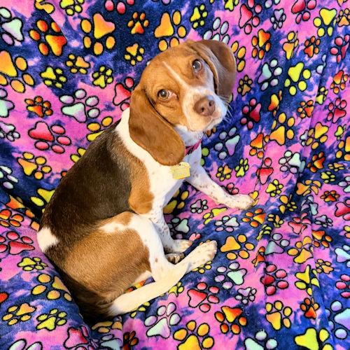 Enlarge Bailey, a ADOPTABLE Beagle in Wadsworth, IL image 6/6