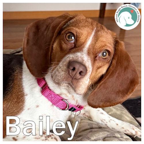 Enlarge Bailey, a ADOPTABLE Beagle in Wadsworth, IL image 1/6