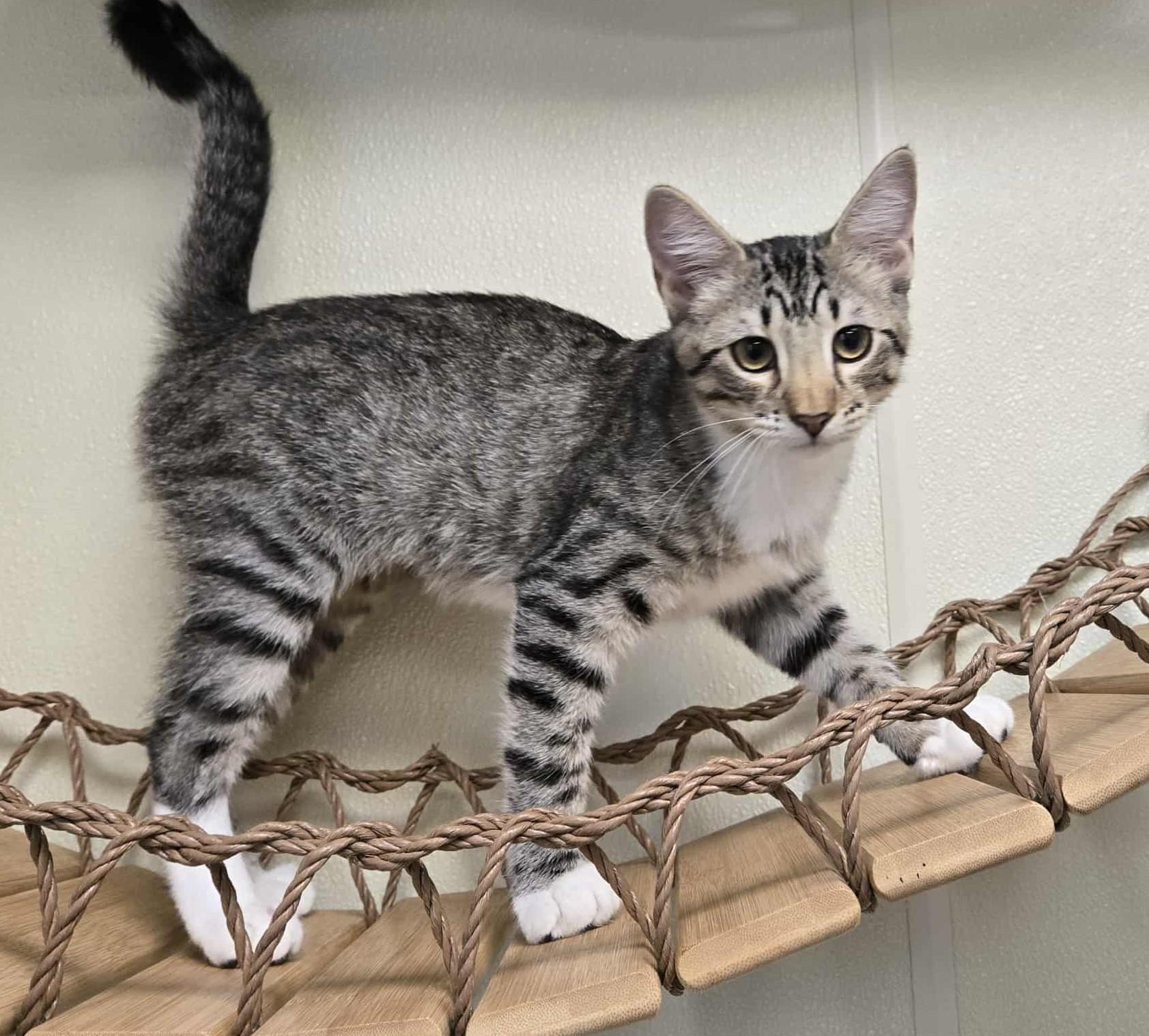 Charlotte, an adoptable Domestic Short Hair in Larned, KS, 67550 | Photo Image 1