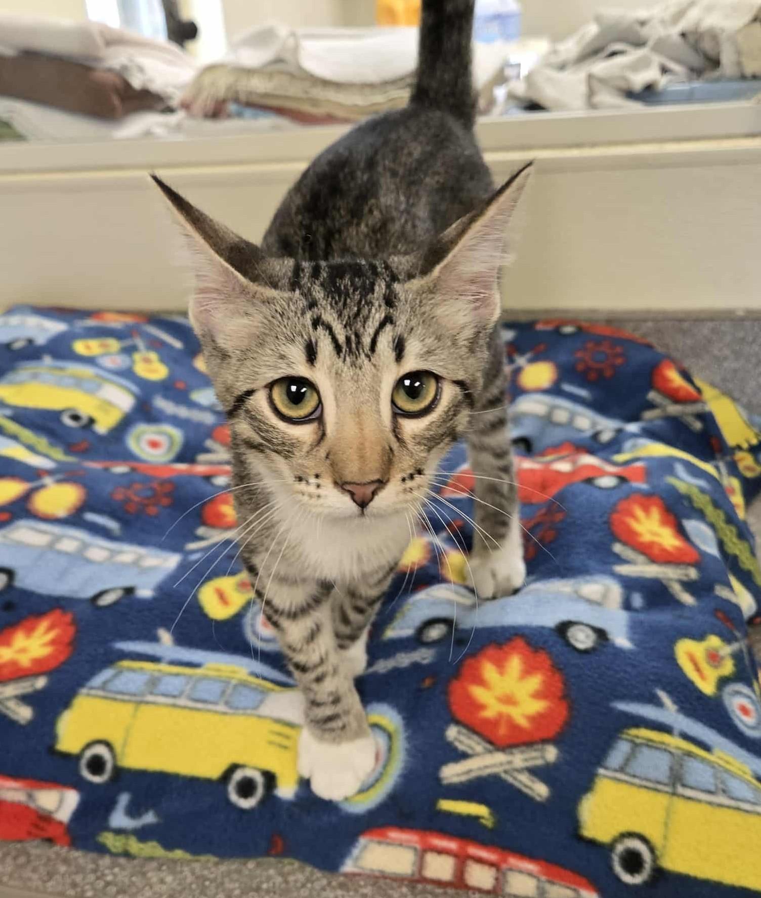 Charlotte, an adoptable Domestic Short Hair in Larned, KS, 67550 | Photo Image 2