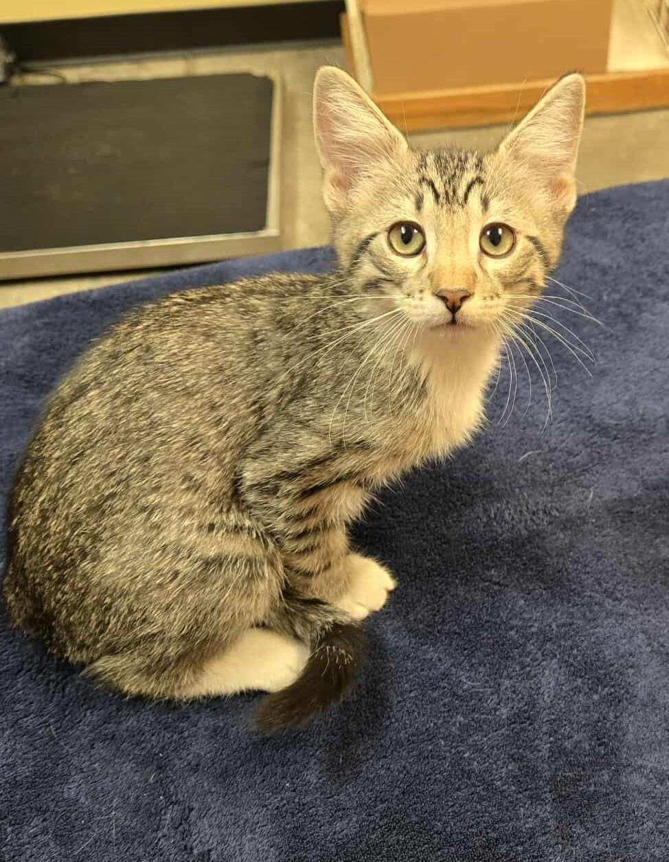 Charlotte, an adoptable Domestic Short Hair in Larned, KS, 67550 | Photo Image 2