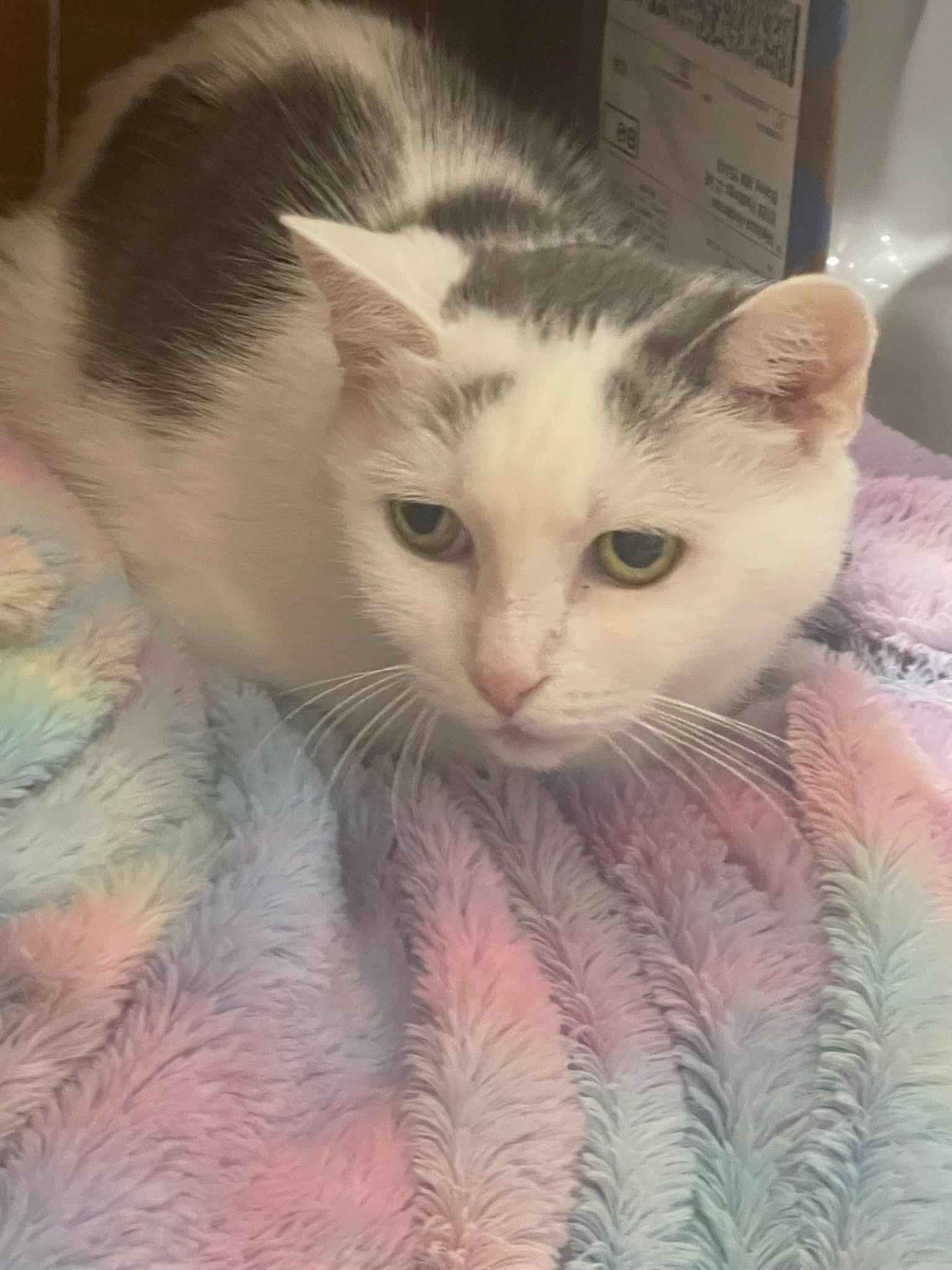Snow, an adoptable American Shorthair in Spring Lake Park, MN, 55432 | Photo Image 1
