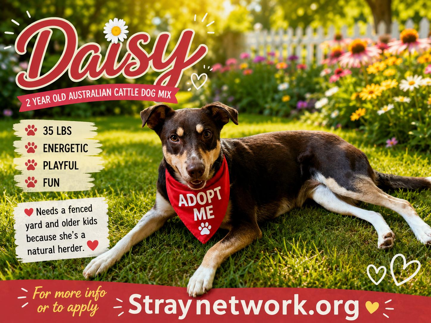 Enlarge Daisy, a ADOPTABLE mixed breed in Hatfield, PA image 3/3