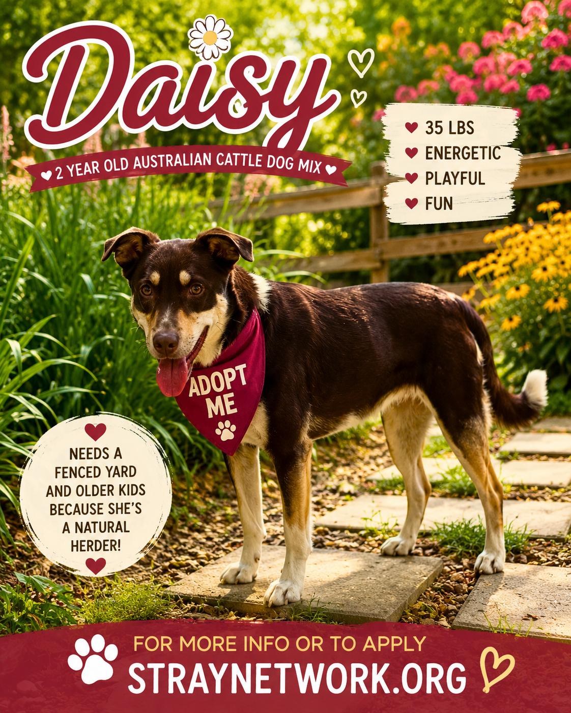 Enlarge Daisy, a ADOPTABLE mixed breed in Hatfield, PA image 2/3