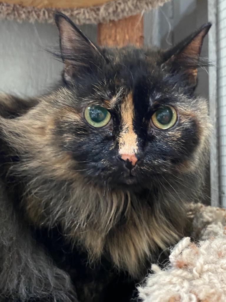 Violet, Adoptable, Senior Female Domestic Long Hair.