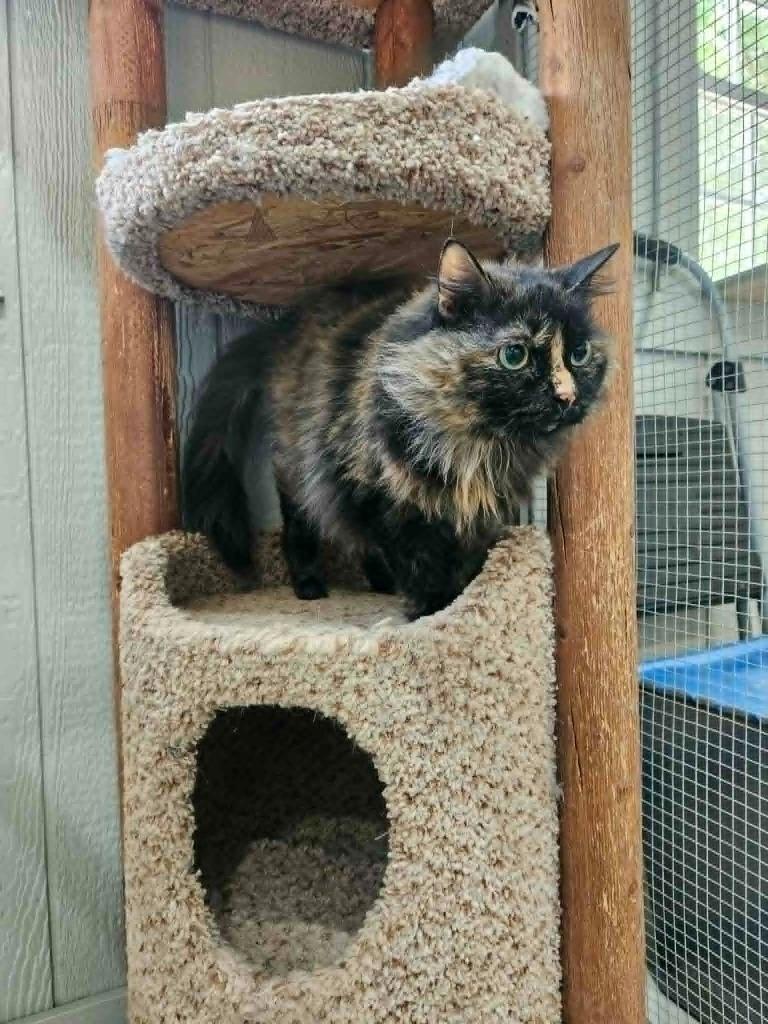 Violet, a Adoptable mixed breed in Murphysboro, IL image 2/6