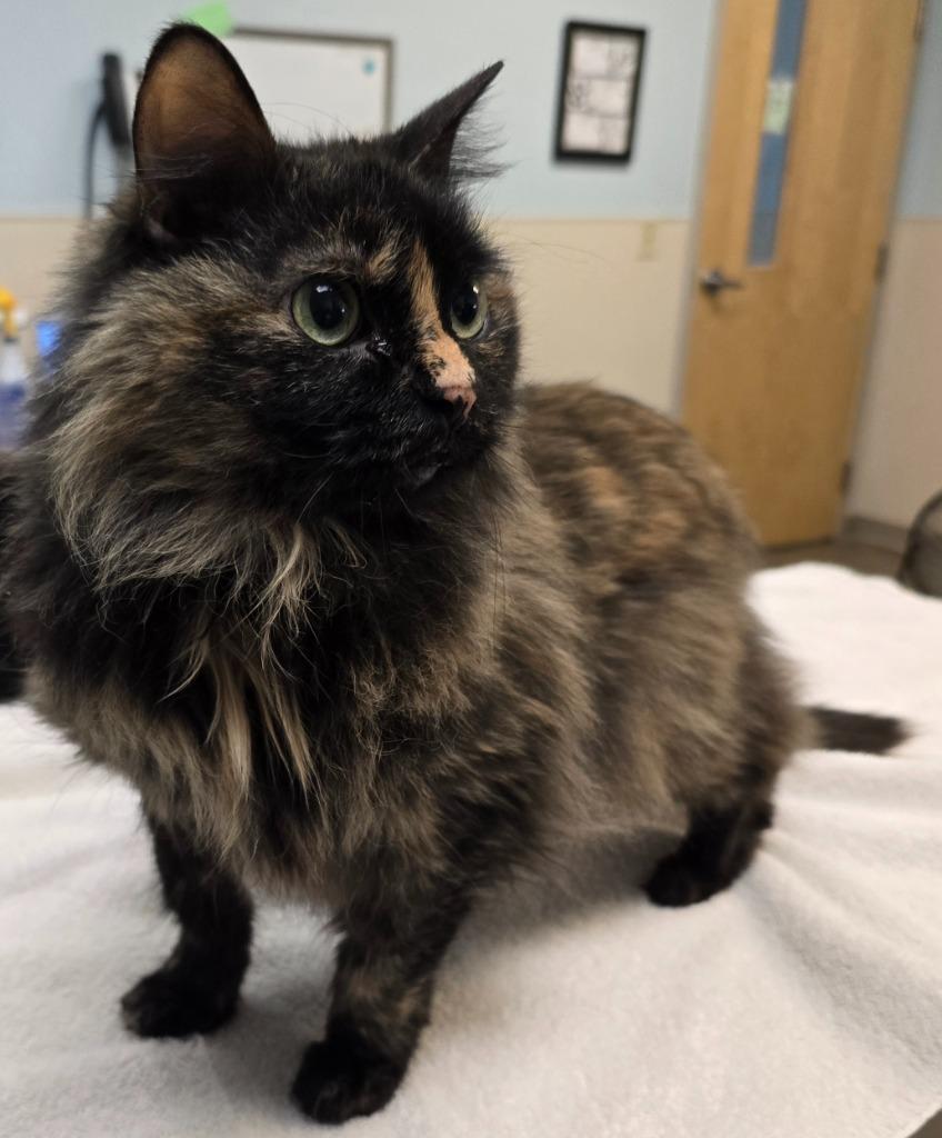 Violet, a Adoptable mixed breed in Murphysboro, IL image 4/6