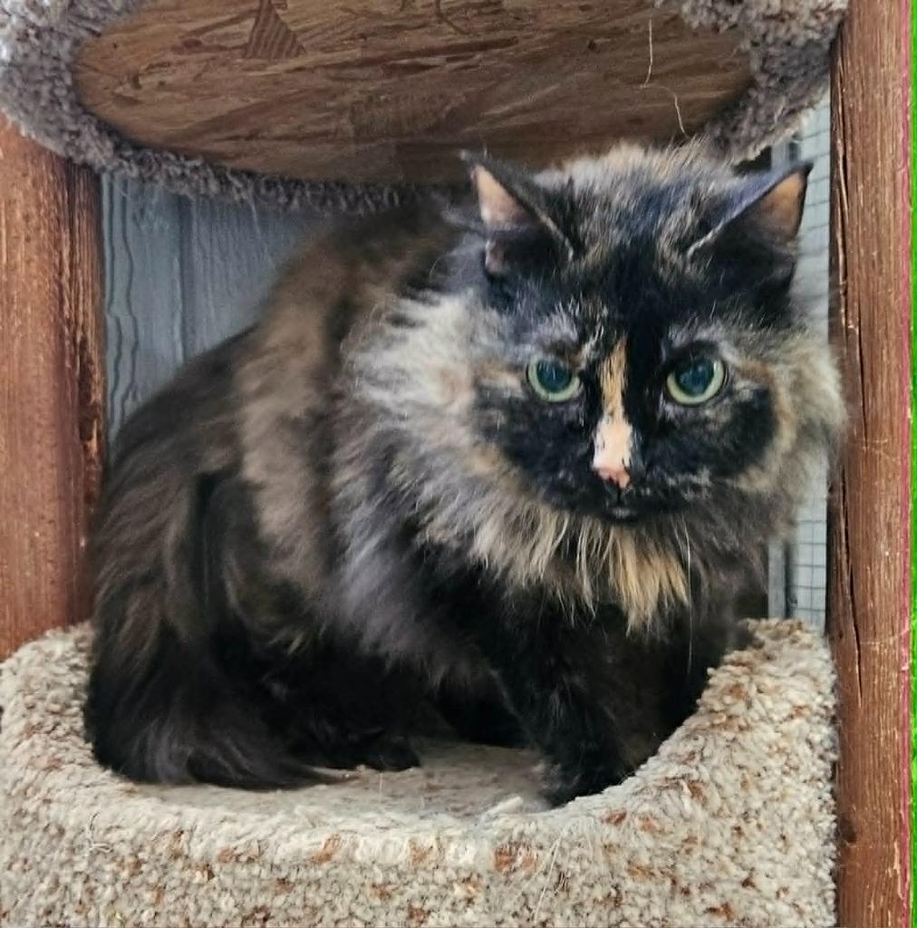 Violet, a Adoptable mixed breed in Murphysboro, IL image 5/6