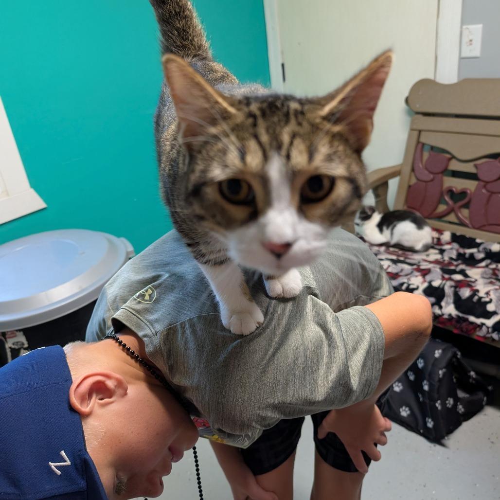 Miso, Adoptable, Young Male Domestic Short Hair.