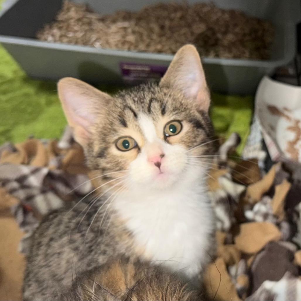 Enlarge Miso, a Adoptable Domestic Short Hair in Blair, WI image 2/6