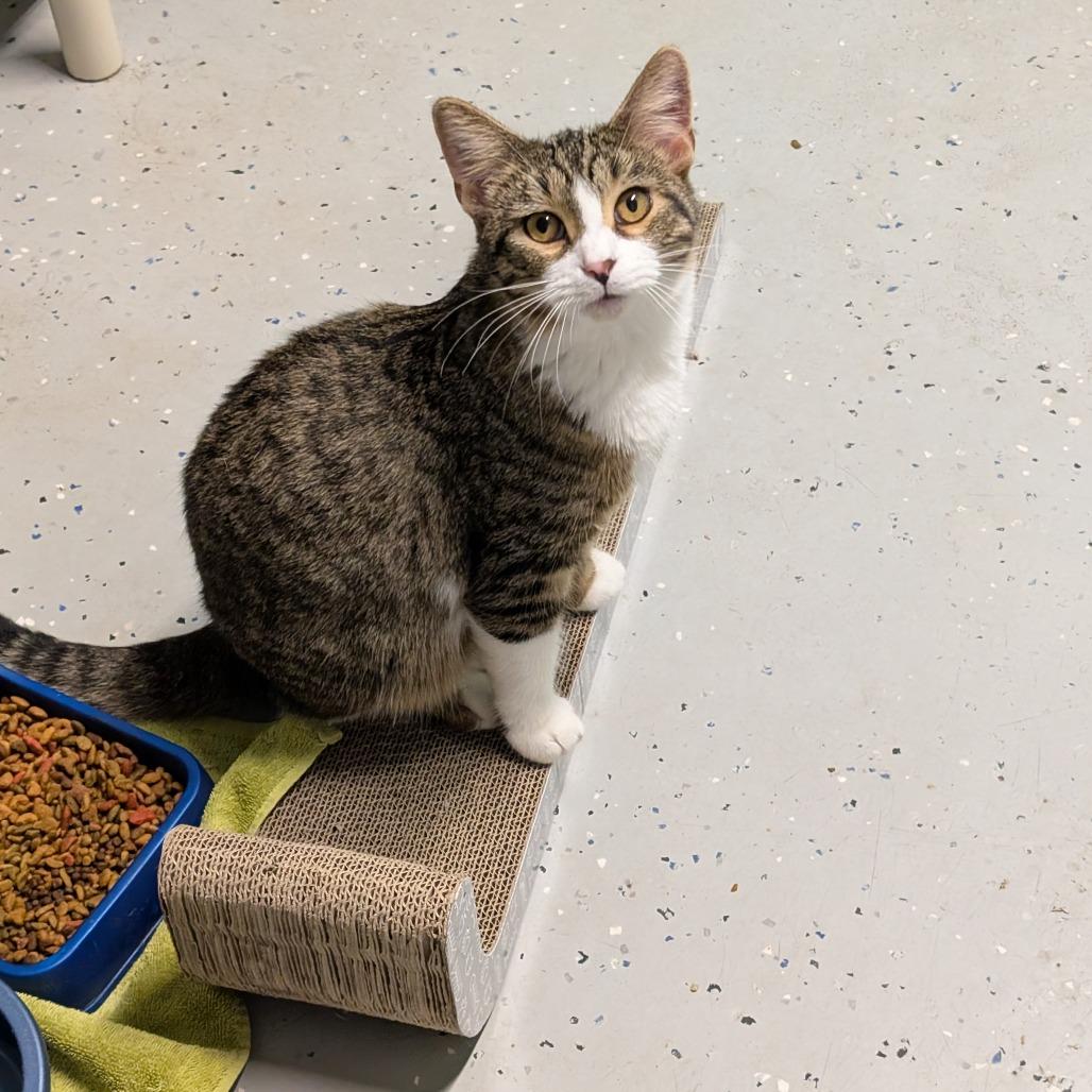 Enlarge Miso, a Adoptable Domestic Short Hair in Blair, WI image 3/6