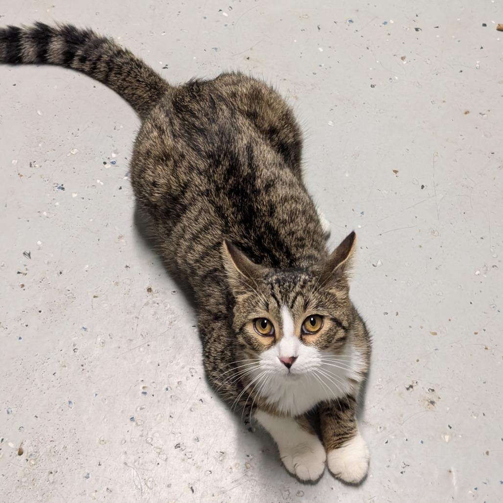 Enlarge Miso, a Adoptable Domestic Short Hair in Blair, WI image 4/6