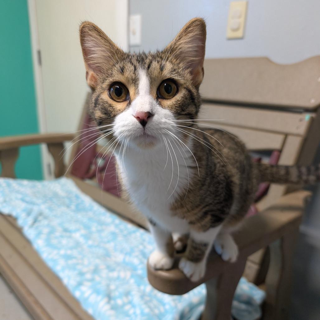 Enlarge Miso, a Adoptable Domestic Short Hair in Blair, WI image 5/6