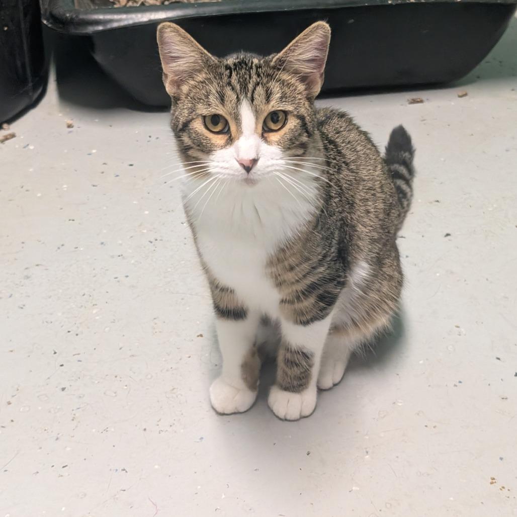 Enlarge Miso, a Adoptable Domestic Short Hair in Blair, WI image 6/6