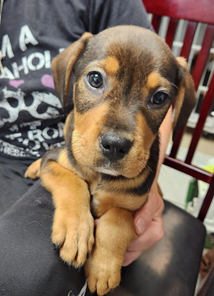 Dozer, Adoptable, Puppy Male Rottweiler.