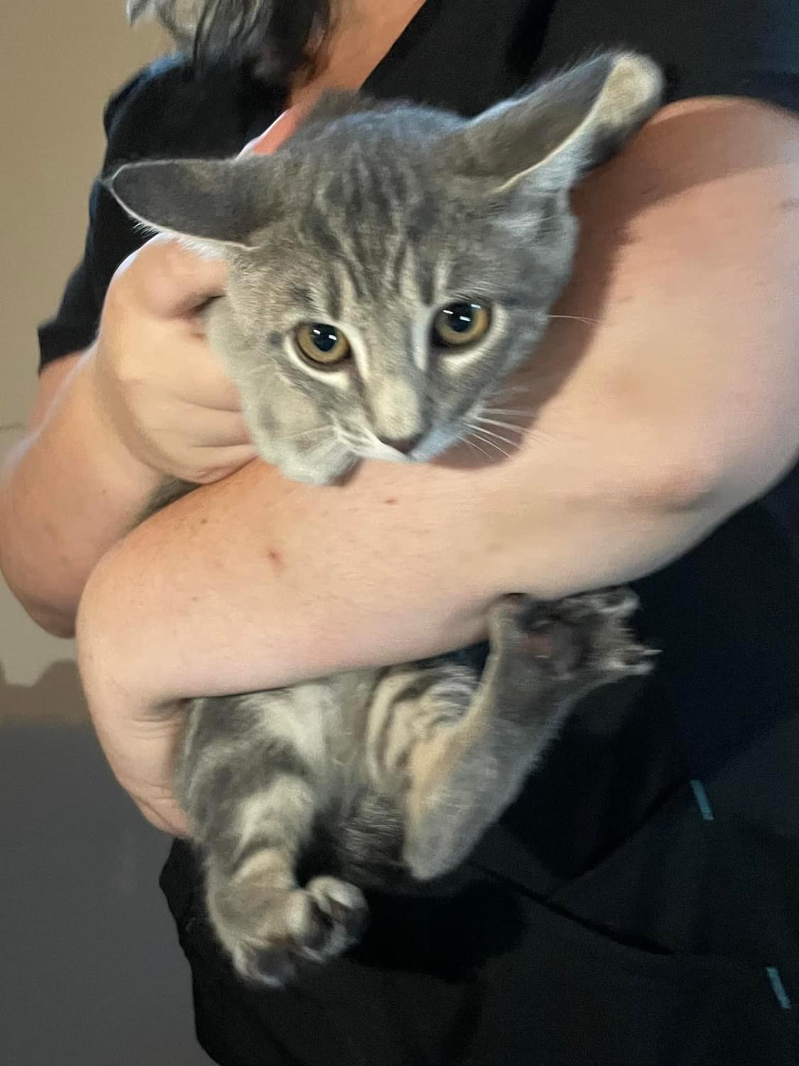 Albert, Adopted, Kitten Male Domestic Long Hair.