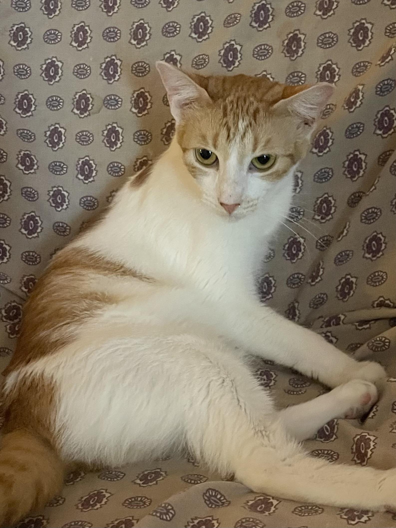 Maybelline, an adoptable Domestic Short Hair in san antonio, TX image 3/3